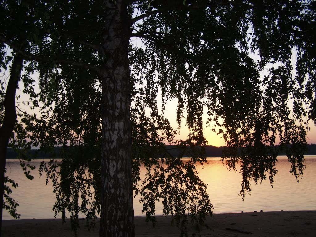 Закат, береза - Анна Воробьева