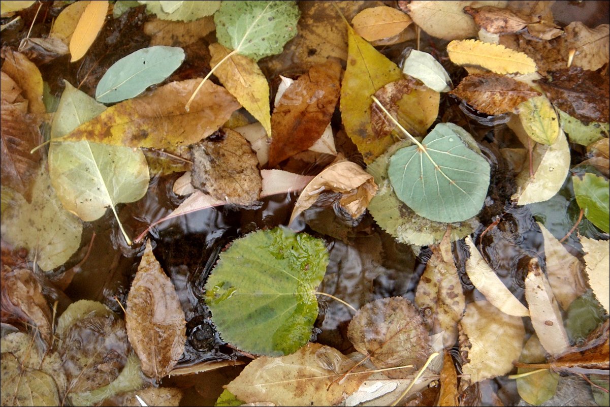 Осенние листья - Нина Корешкова