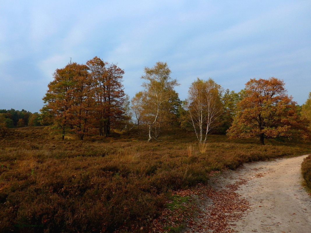 Fischbeker Heide - Nina Yudicheva