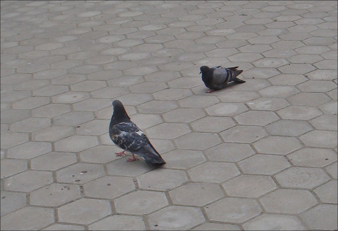 Два голубя на прогулке - Нина Корешкова
