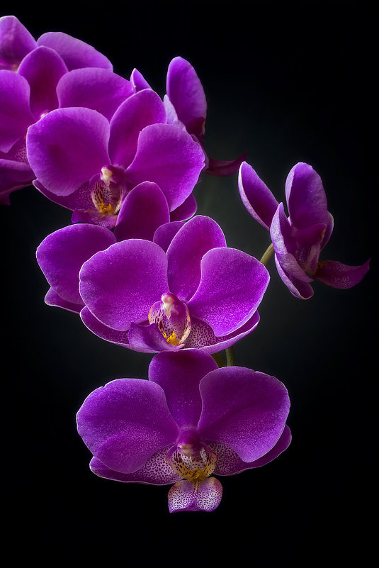 Ветка орхидеи на черном фоне - Ирина Приходько