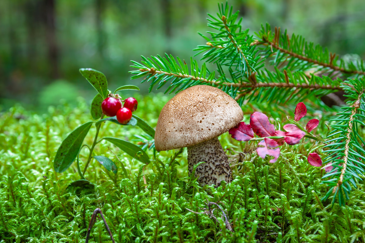 Селигер лес грибы