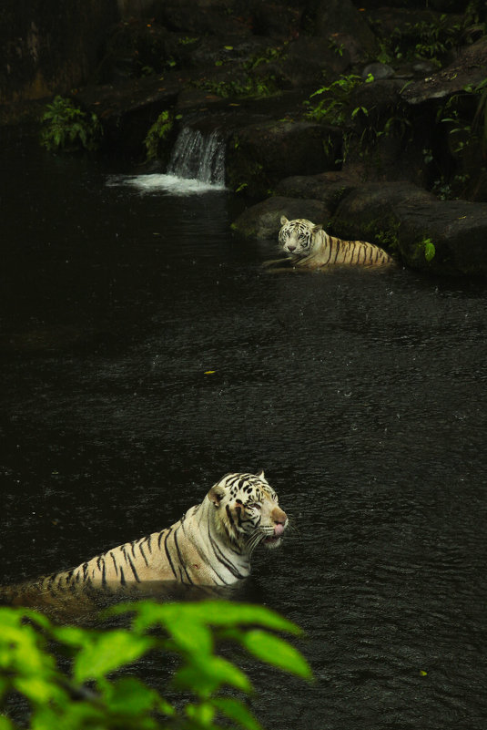 купание белых тигров - Анна Бушуева