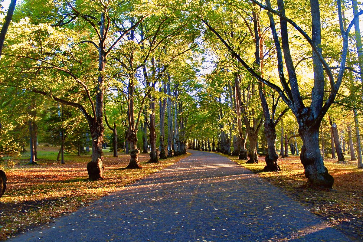 Осенний парк в Тойла- Ору - Marina Pavlova