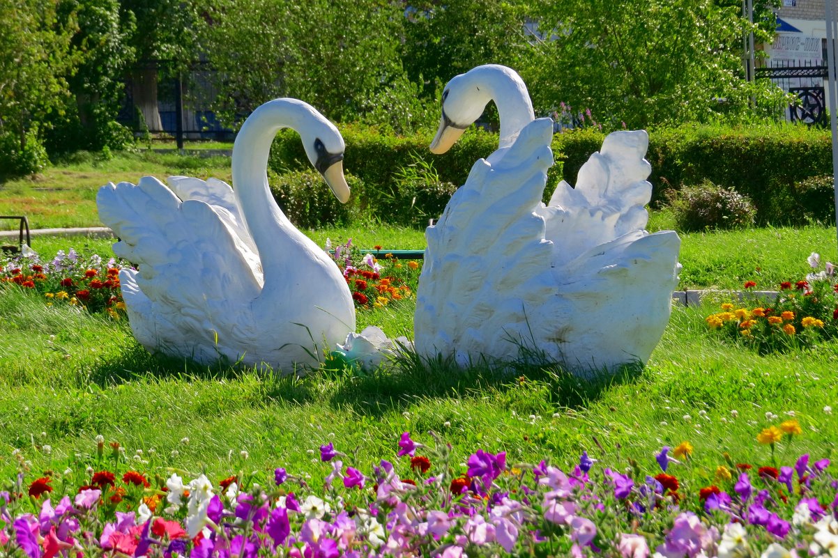 Лебеди в парке - Вера Щукина