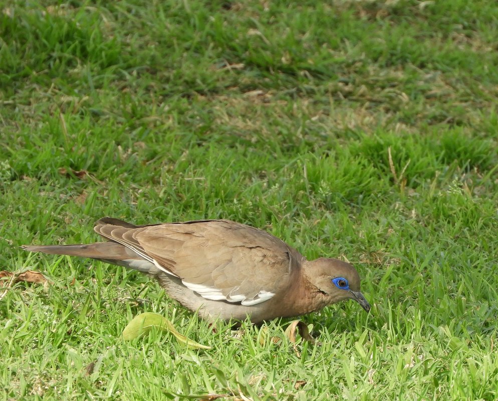 West-peruvian Dove - чудинова ольга 