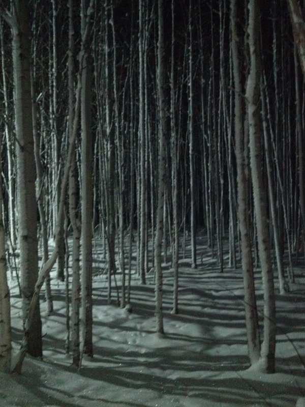 Тени спящего леса - Наталья Жукова