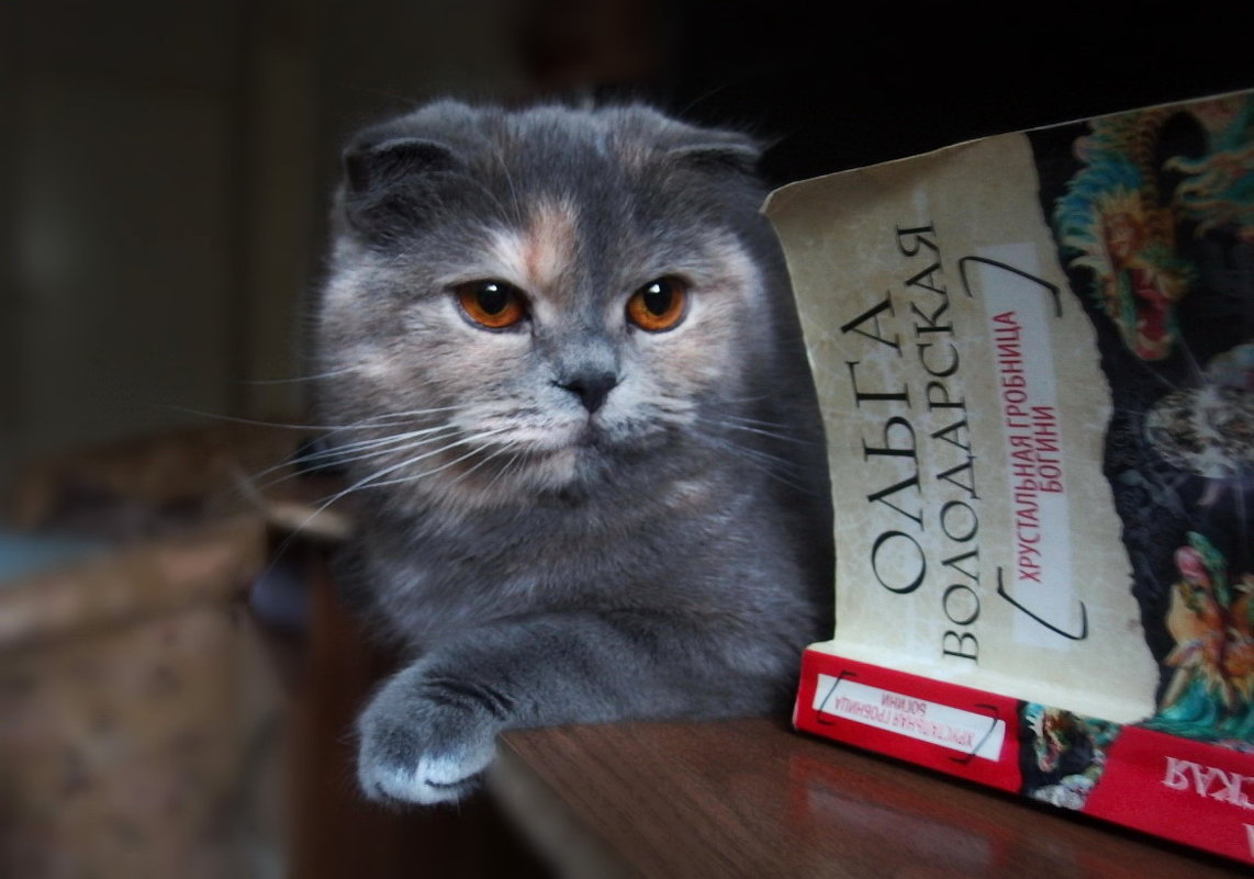 Книжка....кошка...и...тишина... - Людмила Богданова (Скачко)