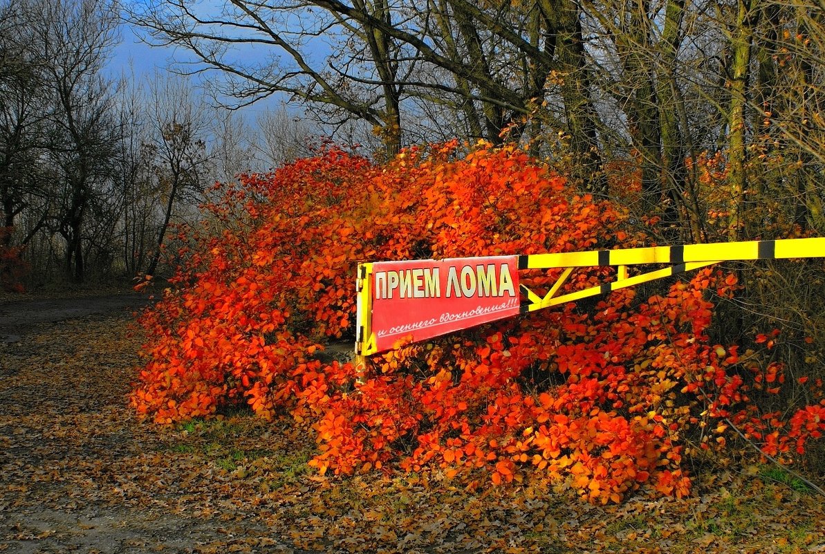 ...и осеннего вдохновения!!! - владимир 