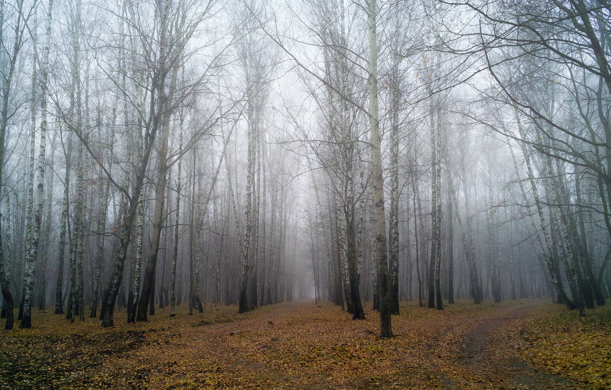 Ноябрьский туман - Ольга П 