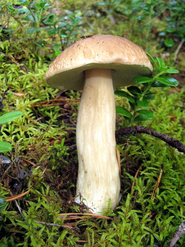 Белый гриб - Leonid Tabakov