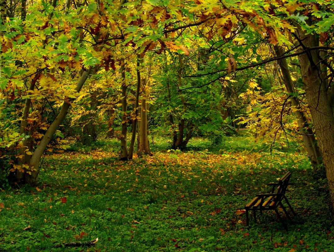 Осень в Ботаническом саду - Сергей Карачин