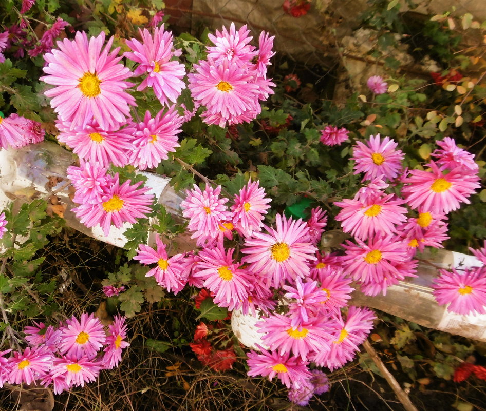 Ноябрь. Цветы на даче еще цветут - татьяна 