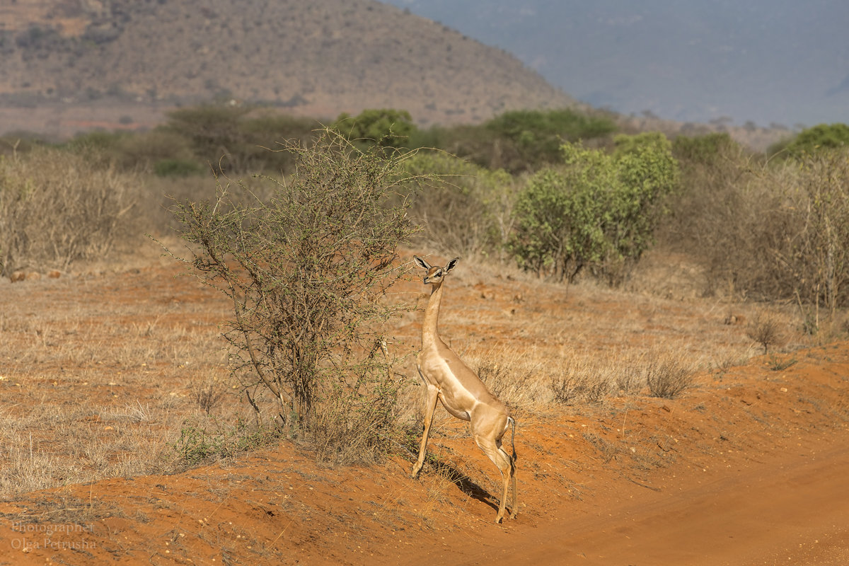 Африканская антилопа - геренук, или жирафовая газель - Ольга Петруша
