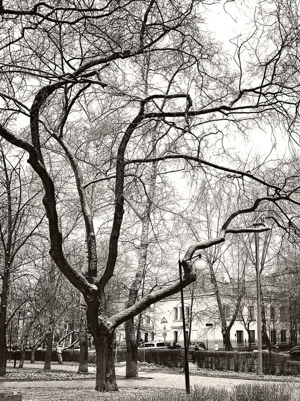 Дерево в парке - Денис Масленников