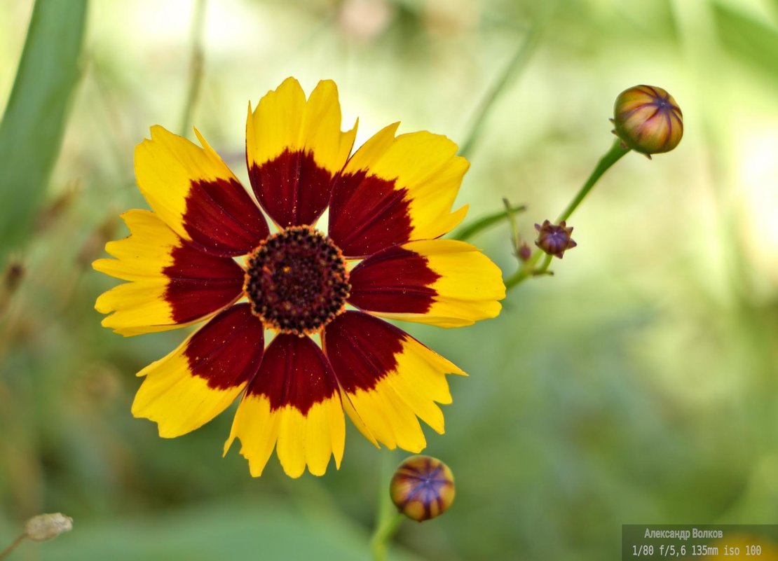 Рудбекия двуцветная (Rudbeckia bicolor) - Александр Волков