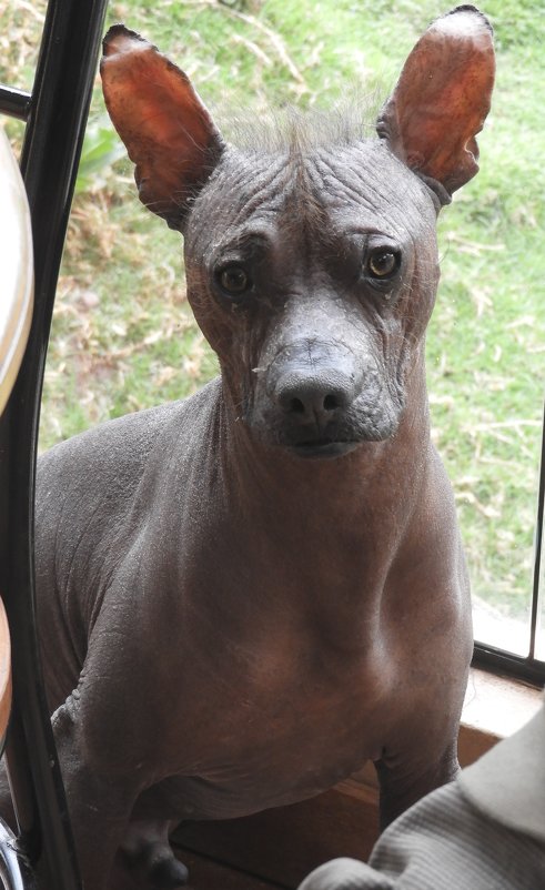 Голая перуанская собака - чудинова ольга 