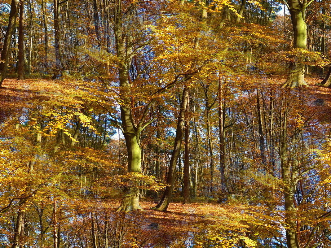 Осенний лес - Nina Yudicheva