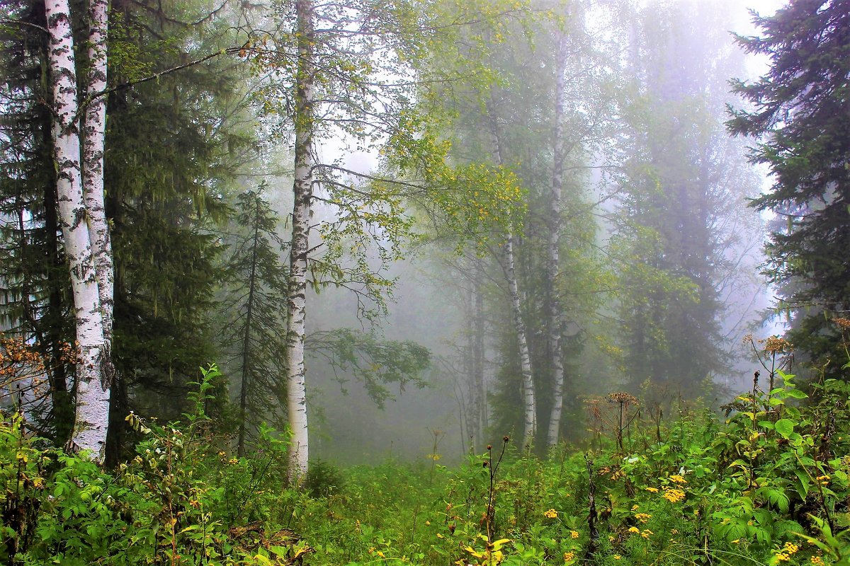 Лес наполнен туманом - Сергей Чиняев 
