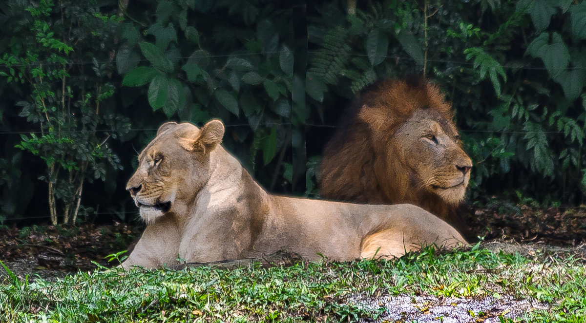 Львы, Сингапурский зоопарк. - Edward J.Berelet