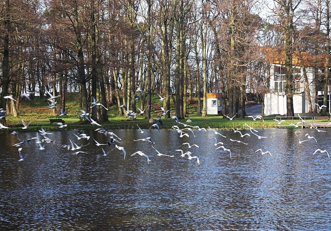 Чайки периодически, словно по команде, дружно взлетают над озером - Маргарита Батырева
