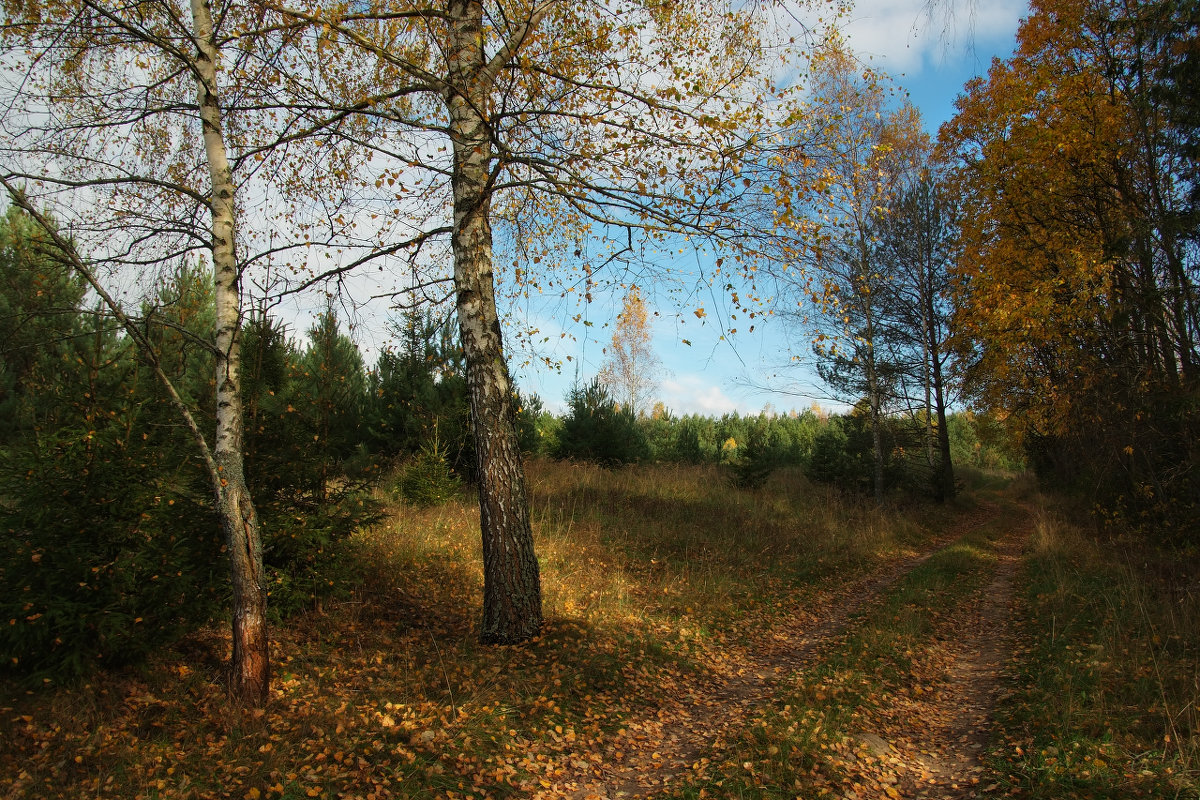 Осенний лес - Сергей ***