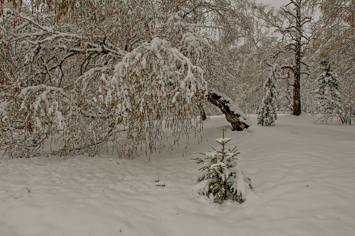 Снежное покрывало в зиму... - Сергей Герасимов