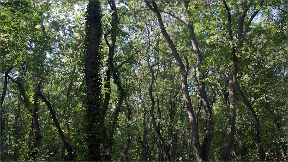 Заповедный лес - Lmark 