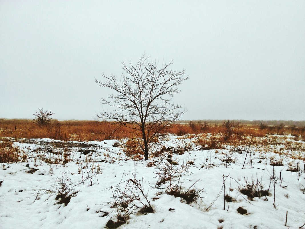 Одинокое древо. - Daniel Surov