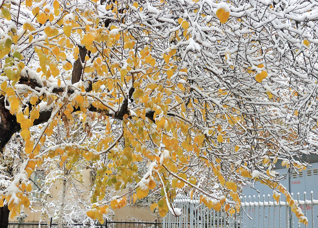 2 декабря - первый снег в Ташкенте - Светлана 