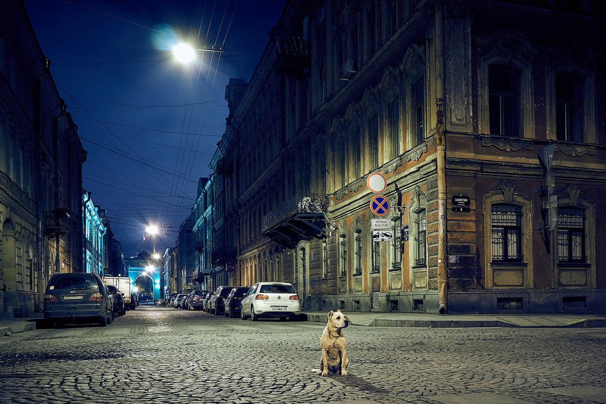 Пёс Петербург - Aleks 9999