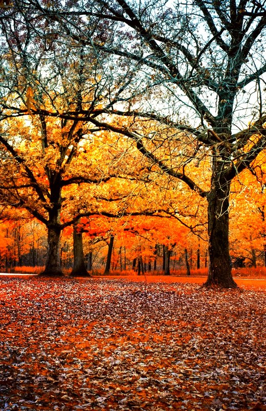 Осенний лес. - Gene Brumer