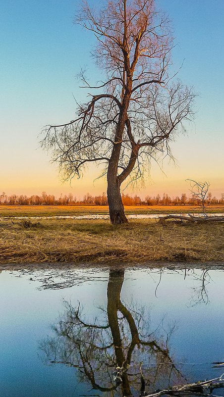 Одинокое дерево - Владимир Волосовский