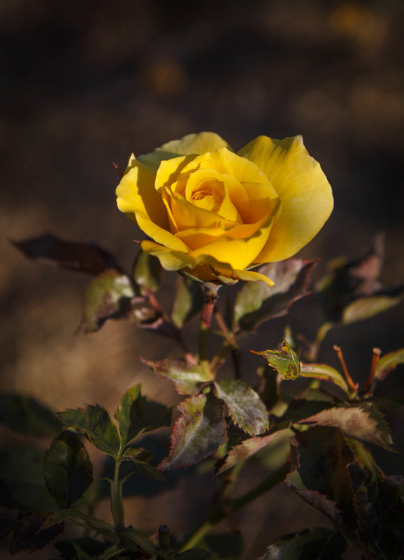 « Роза желтая , как ты красива, Хоть и грустен немного твой цвет…» - Андрей Нибылица