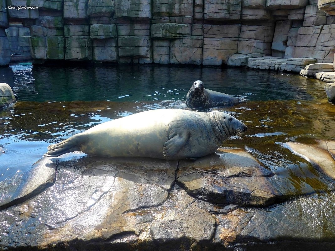 Hagenbeck Tierpark. Hamburg - Nina Yudicheva