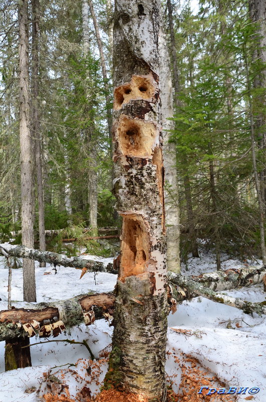 Сибирские дятлы настолько суровы... - © ГраВИ