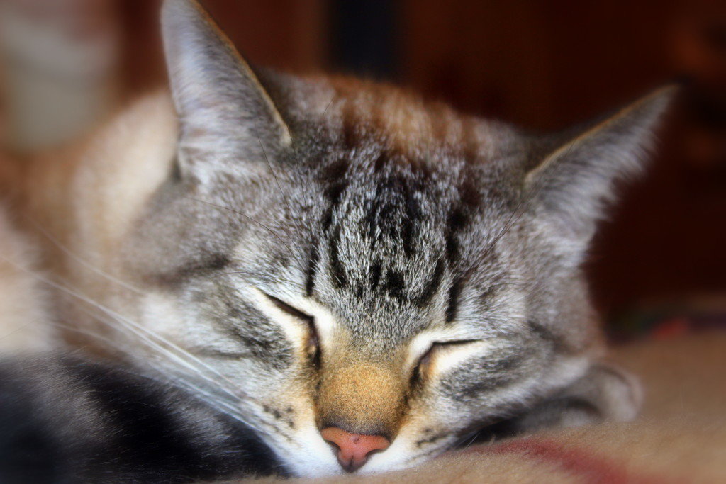 Кот,который всегда спит... - Галина Полина