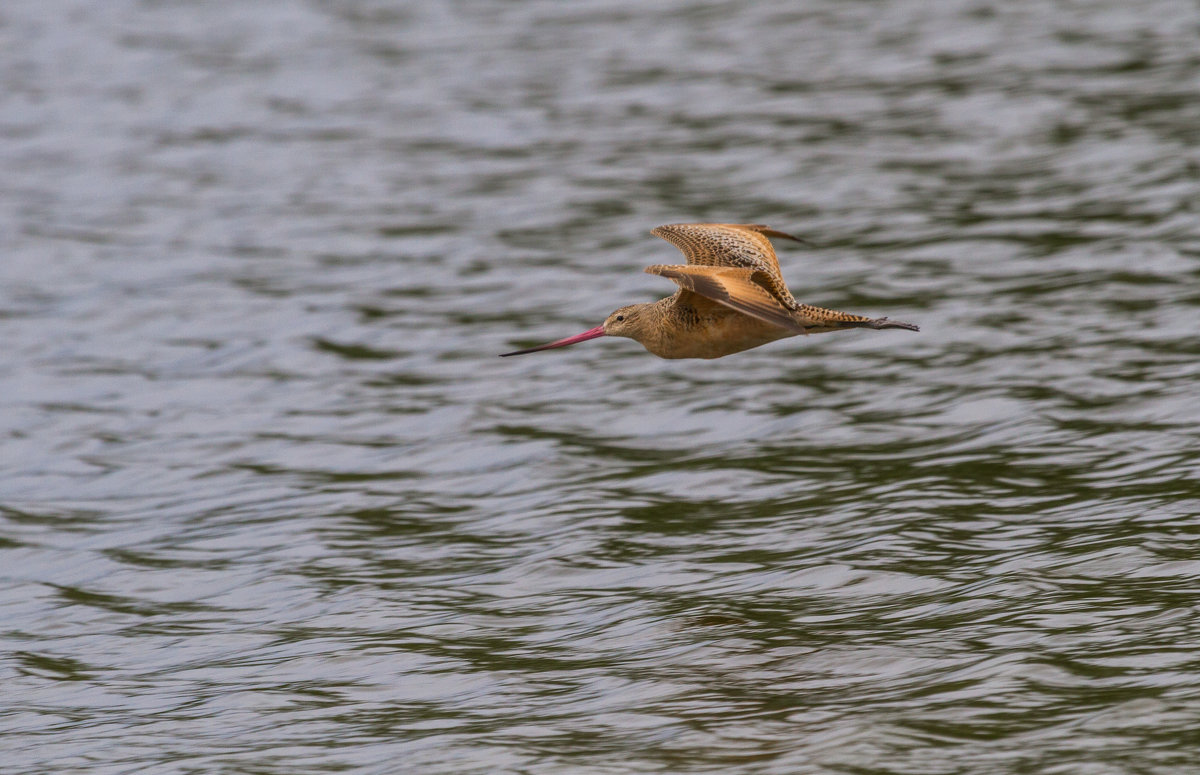 marbled godwit - Naum 