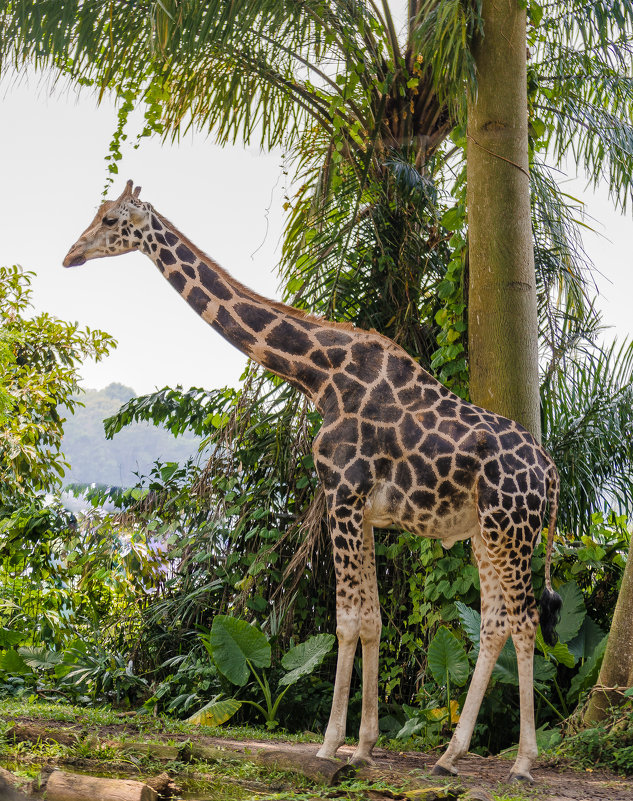 Жираф, Сингапурский зоопарк. - Edward J.Berelet