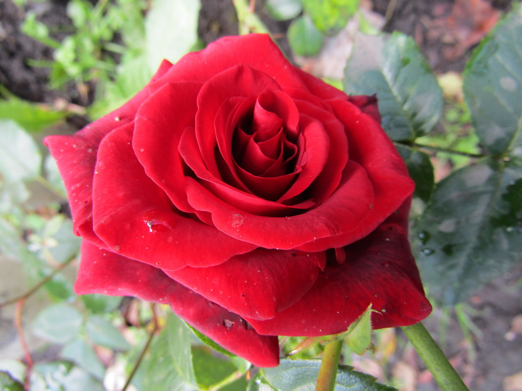 Роза – символ совершенства - Galaelina ***