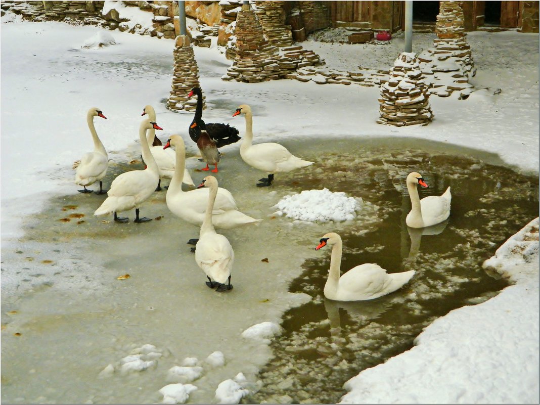 Лебеди зимуют дома - Андрей K.
