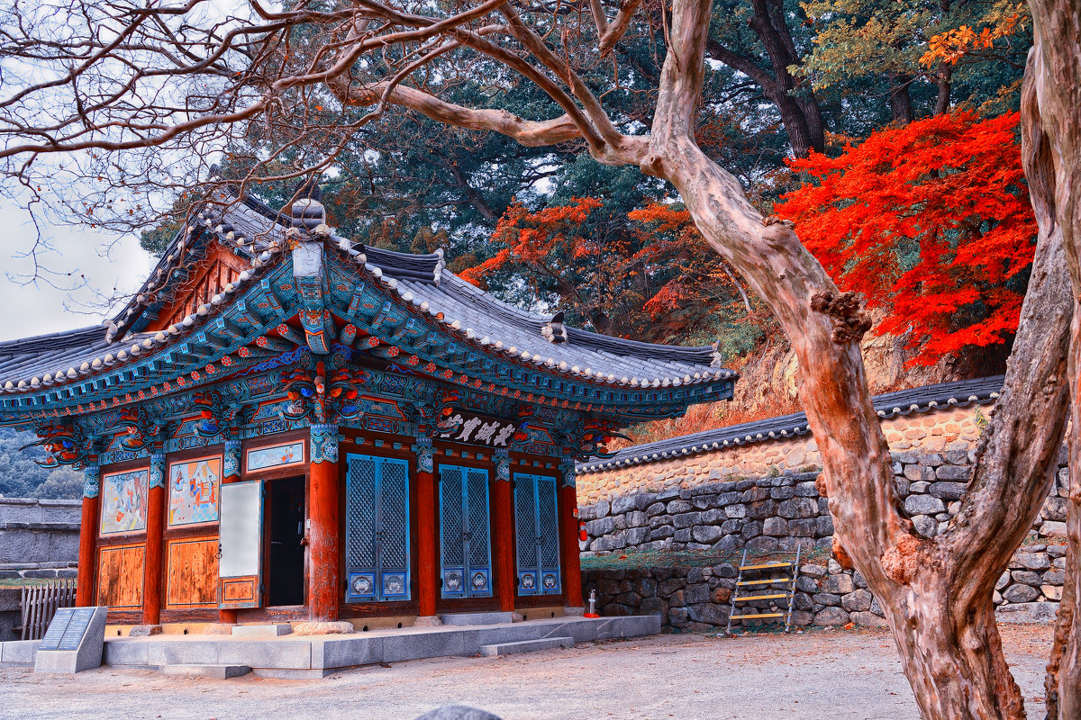 Национальное дерево Кореи