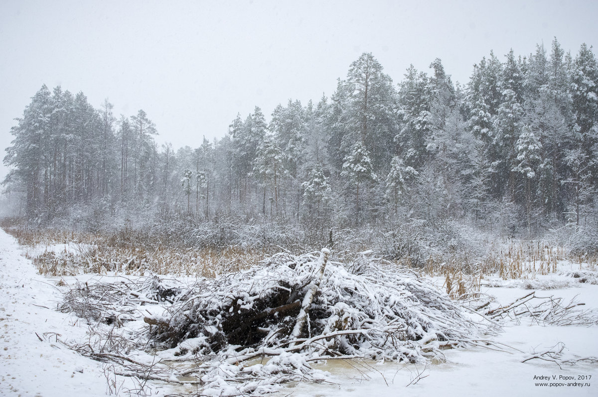 Зима в муромских лесах #2 - Андрей Попов