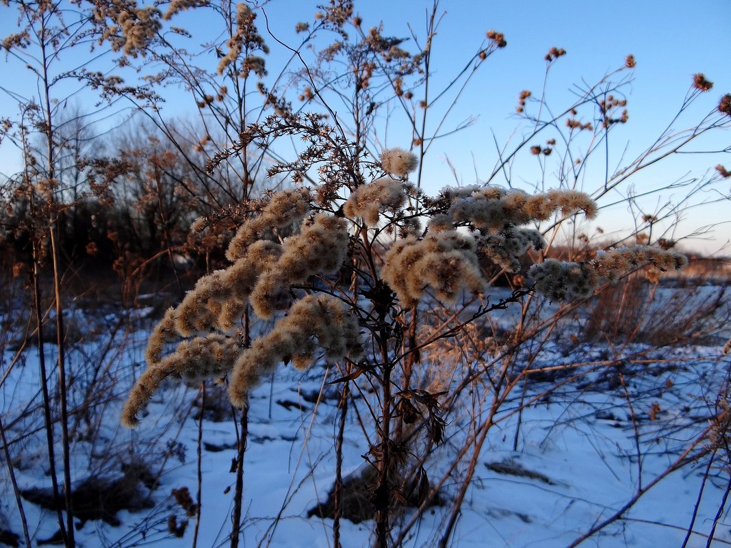 Зимние травы.. - Антонина Гугаева