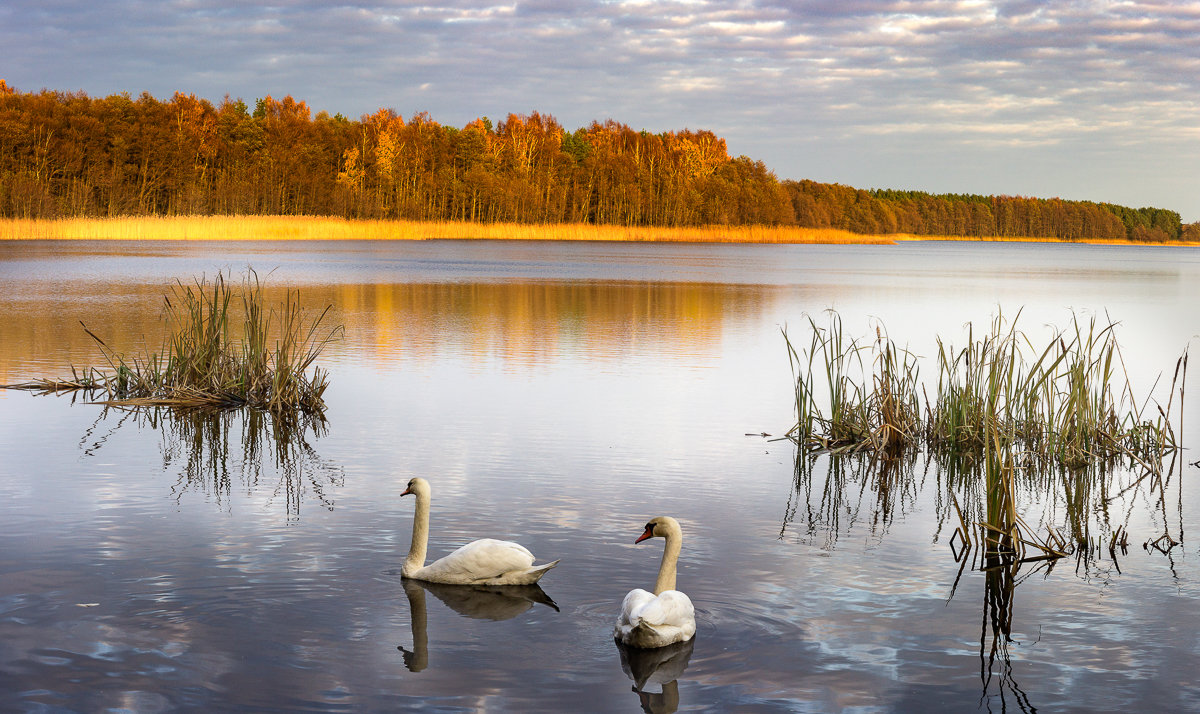 Озеро с лебедями - Андрей Николаевич Незнанов