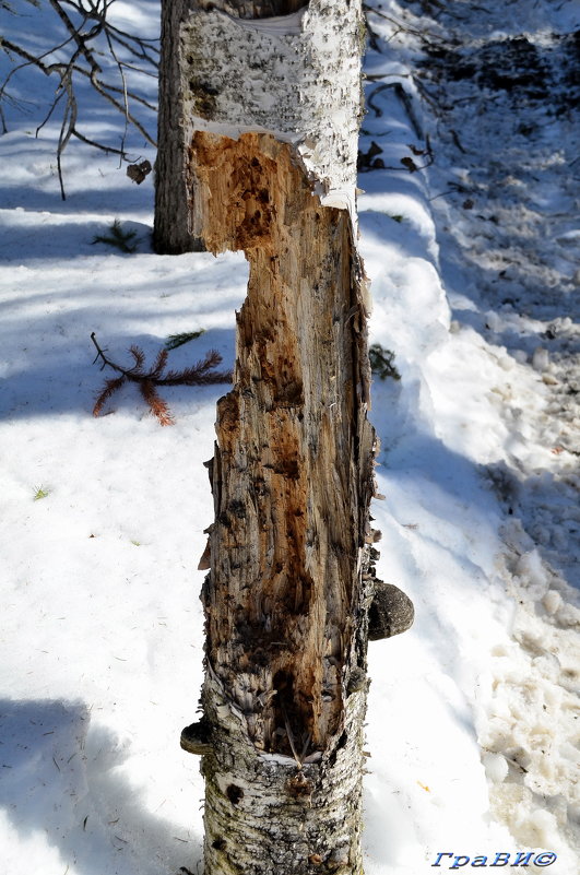 Сибирские дятлы настолько суровы...  (2) - © ГраВИ
