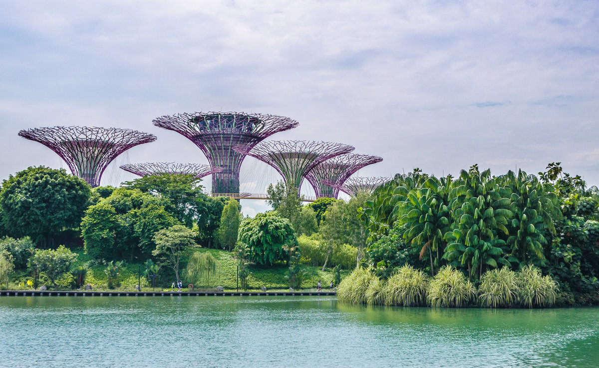 Сады у Залива (Gardens by the Bay), Сингапур. - Edward J.Berelet