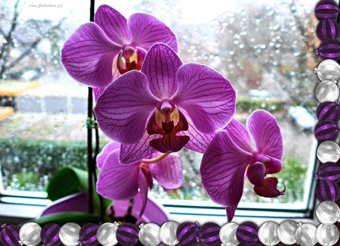 Орхидеи - Nina Yudicheva