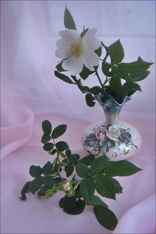 Шиповник в розовых тонах - Нина Корешкова