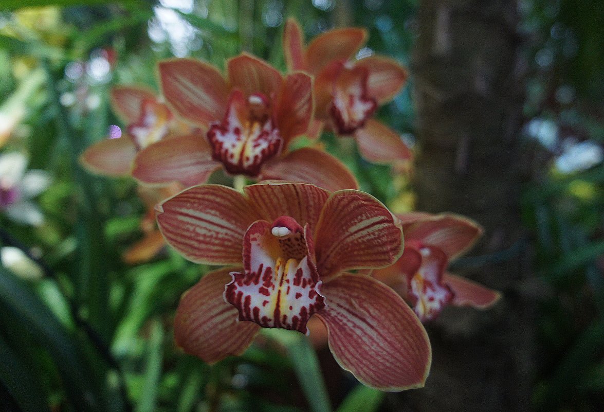 Орхидея Цимбидиум - Елена Павлова (Смолова)